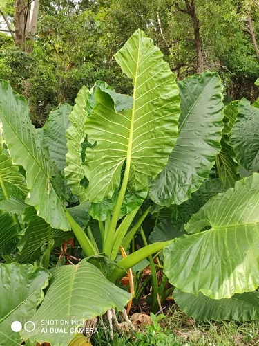 Alocasia macrorrhiza